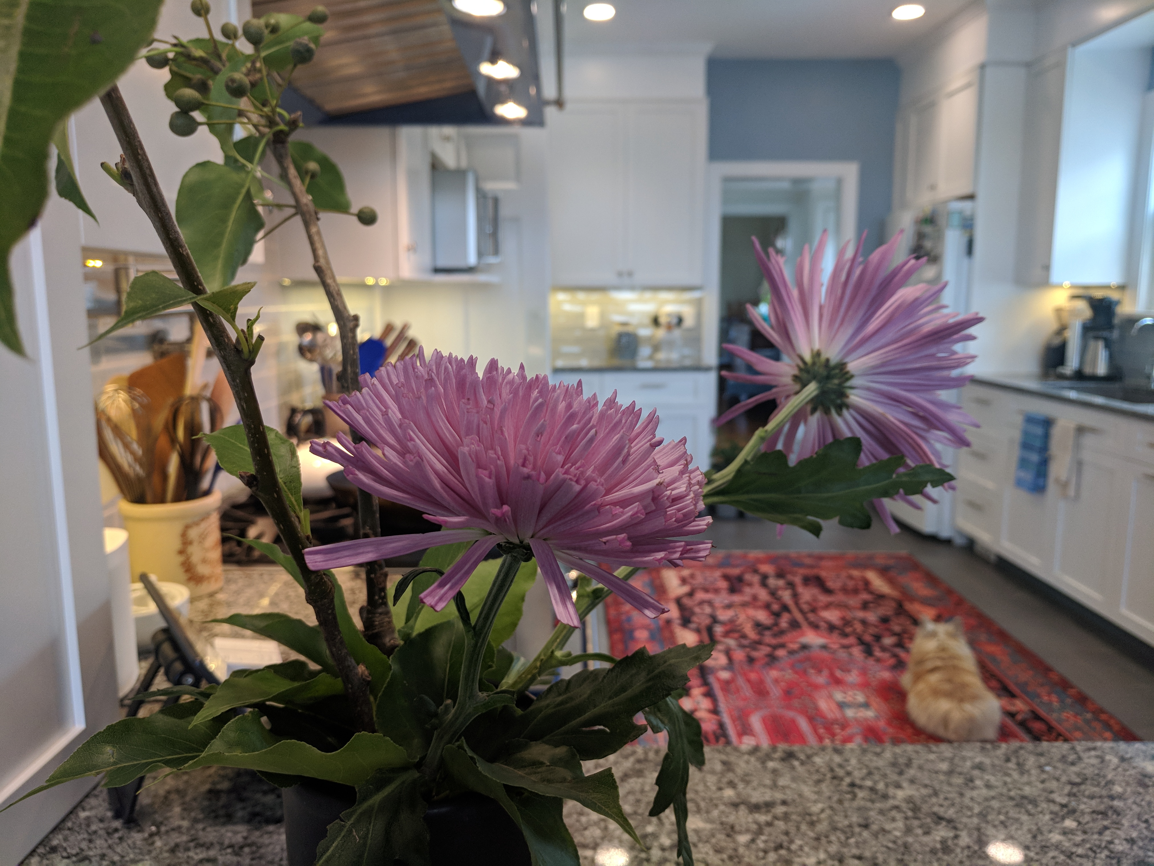 After Kitchen Remodel in Mathews